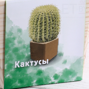 Набор для выращивания "Кактусы"