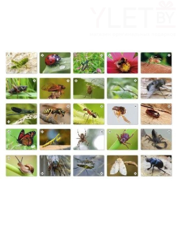 Мемо "Мир насекомых и не только" (50 карточек)